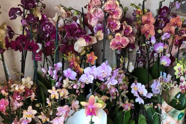 Орхидеи, кадр из видео