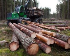Незаконні вирубки викорінять після реформування Держлісагентства