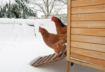 Курицы, кадр из видео