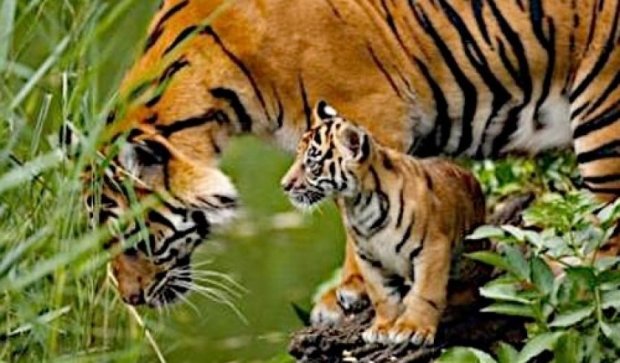 Уперше за сто років у природі збільшилась кількість тигрів