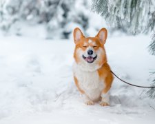 Анекдоты на 6 февраля подтолкнут вас к новым свершениям