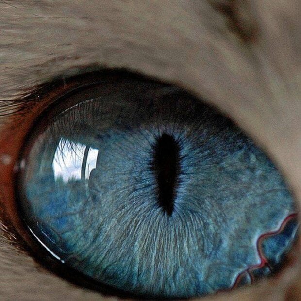 Глаза животных запечатлели в макро объективе – фото напоминают инопланетные пейзажи