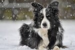 собака породы бордер-колли, фото из свободных источников