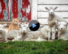 Кіт з Нової Зеландії очолив банду овець