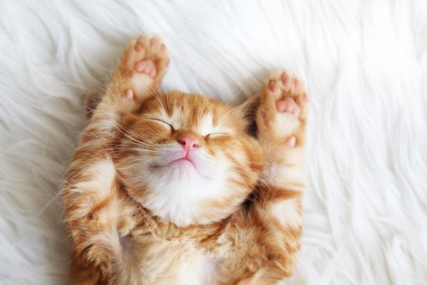 Сегодня отмечается международный день кошек: интересные факты о пушистых комочках счастья