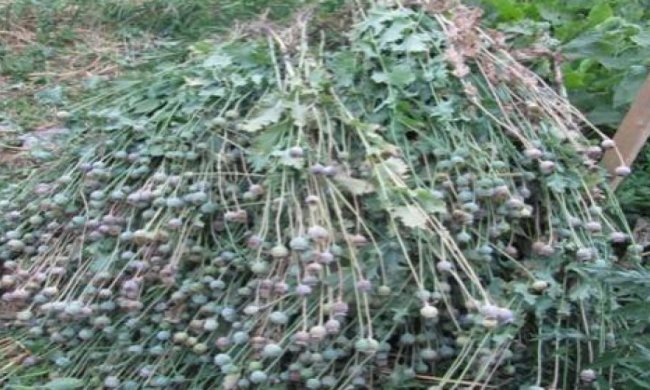 Під Києвом міліція вилучила 340 рослин коноплі 