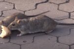 Щури, скріншот із відео
