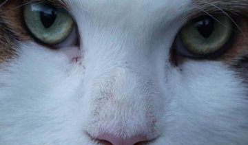 Найбільший мейн-кун Нью-Йорка замахнувся на Книгу рекордів Гіннеса