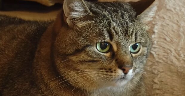 Кіт Степан. Фото: скриншот відео