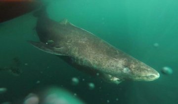 Ученые обнаружили 400-летнее морское существо