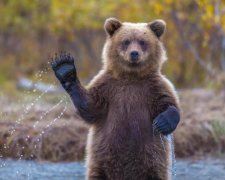 Яка країна, такі й символи: дурний ведмідь повторив долю Вінні-Пуха