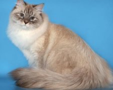 Викрадення, перехоплення і героїчне повернення: історія одного кота