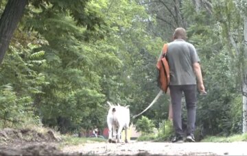 Прогулянка з собакою: фото скрін Ютуб