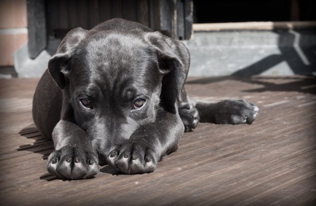 Пенсіонерка-шкуродерка відповість за вбивство собак на очах у дітей