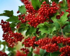 Калинник 11 серпня: історія та традиції свята