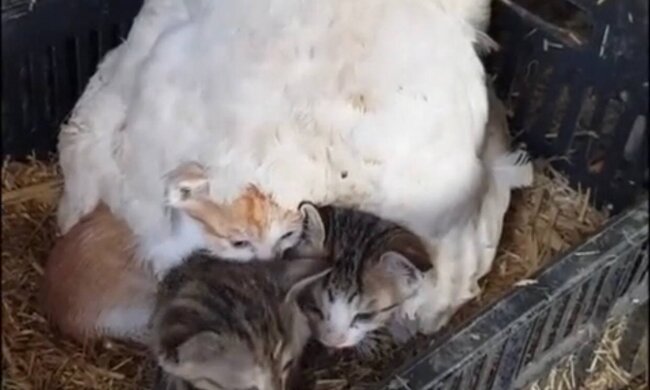Котята / скриншот из видео