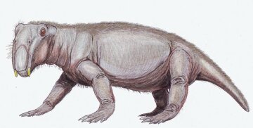 Lystrosaurus в уяві художника, фото: Wikimedia Commons