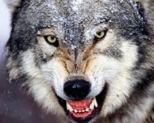 Волк дважды покусал жителей Черниговской области