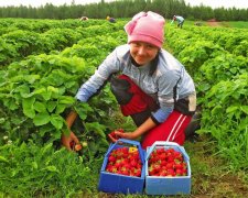 Рай для заробітчан виявився пеклом: куди біжать українці та чи раді їм там