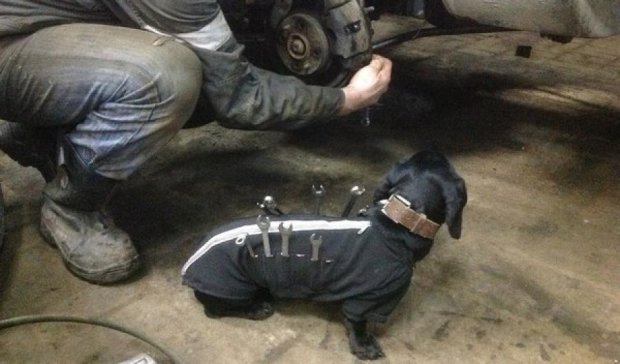Собака стала сотрудником автосервиса (фото)