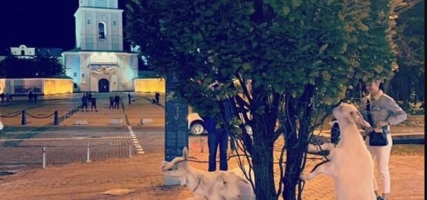 Центр Киева заполонили резвые "блондинки" - объедают деревья и бегают стадом
