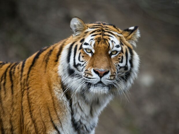 У Києві тигрів виявили в несподіваному місці: замкнули в клітку і залишили вмирати, що буде з "кицьками"