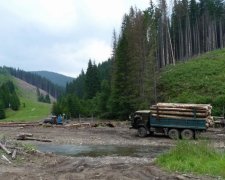 Проштрафившийся лесник не смог восстановиться в должности