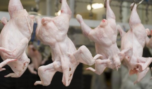 Украина втрое увеличила экспорт курятины в Европу 