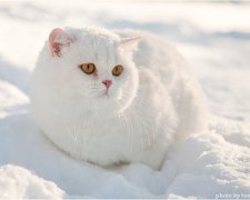 Голодный кот прорвался сквозь снежную стену (видео)