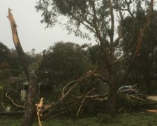 Непогода оставила украинцев без света, валила деревья и рвала провода