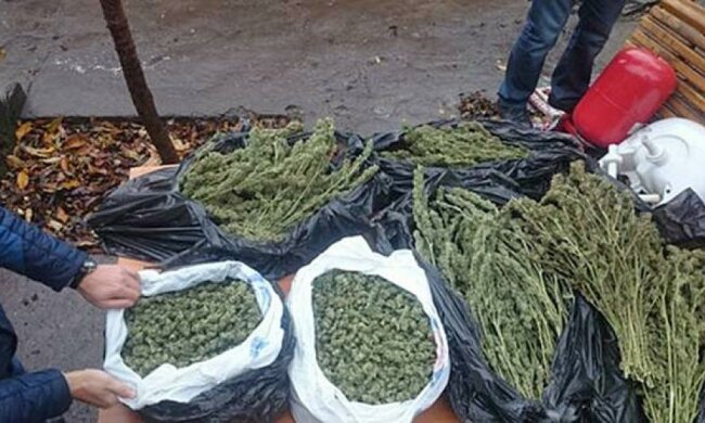 Мужчина на Запорожье хранил дома марихуану на миллион гривен (фото)