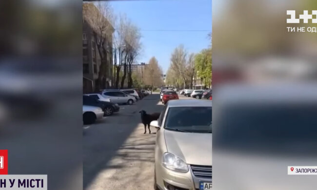 Сміливий баран прийшов "здаватися" в СБУ, але його вигнали