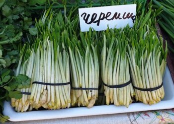 Черемша, фото suspilne
