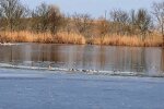 У заповіднику "Асканія-Нова" знайшли загиблих птахів, фото: kherson-news