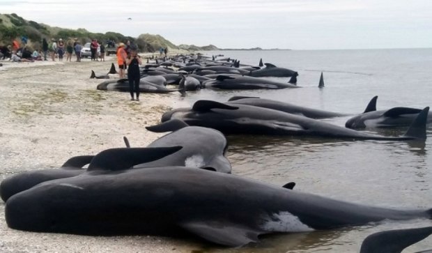 На Нову Зеландію нахлинула друга хвиля суїциду китів