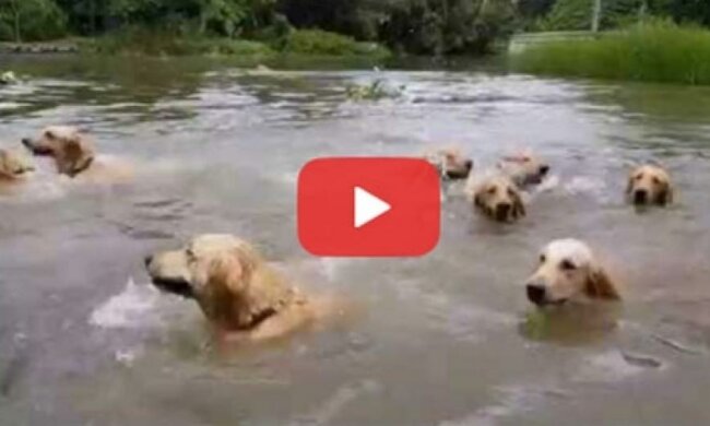 Как одновременно искупать 16 собак