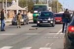 У Харкові качки паралізували транспорт - ніхто нікуди не їде, кумедне відео