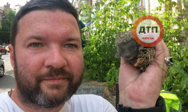 Спасли ежей, фото: ДТП КИЕВ
