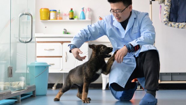 В Китае первая собака-клон уже начала подготовку к службе в полиции: фото