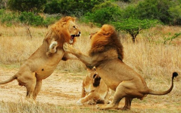 За что боролся: львы стали последним, что увидел браконьер