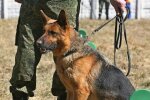 Під Дніпром сміливий пес вирвав з лап смерті 4-річну крихітку: "тисне лапу" вся Україна