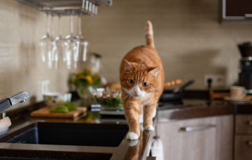 Кот на столе, изображение из свободных источников