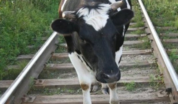 Житель Луганщины гнал табун из пяти коров на Россию