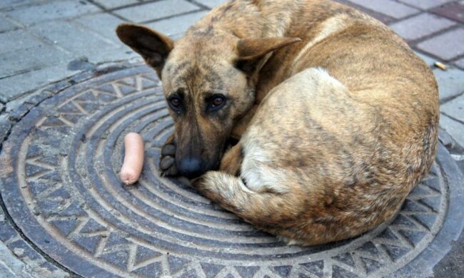Чим загрожують безпритульні собаки українцям