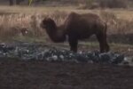 верблюд / скріншот з відео