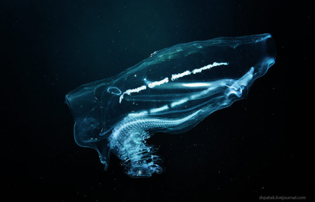 Девушка обнаружила в море инопланетное существо: оно было совершенно прозрачным и походило на кусок пластика