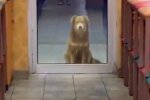Салли, кадр из видео