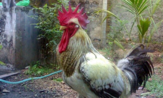 Человекообразный петух взорвал соцсети