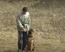 Выгул собак, кадр из видео