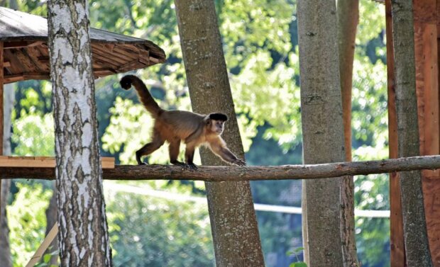 Мавпи, капуцини. Фото: zoo.kiev.ua